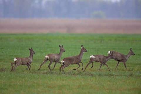 Roe deer