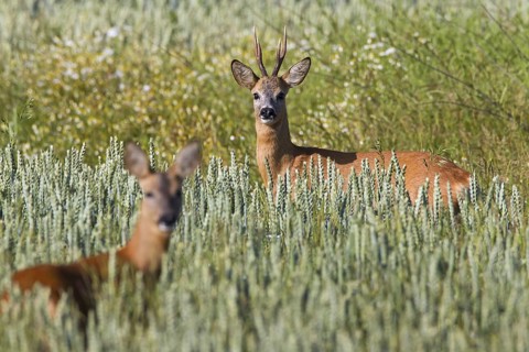 Roe deer