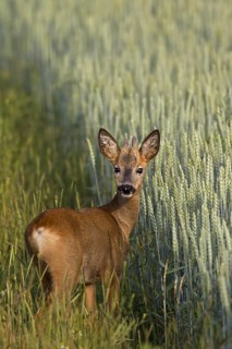 Roe deer