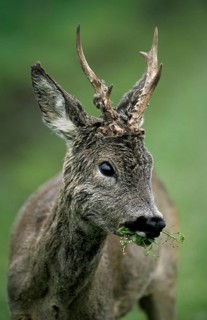 Roe deer