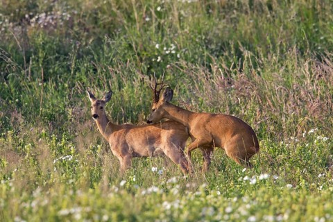 Roe deer