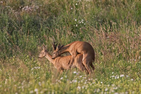 Roe deer