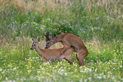 Roe deer