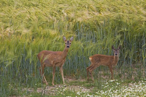 Roe deer