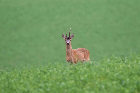 Roe deer