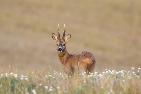 European roe deer