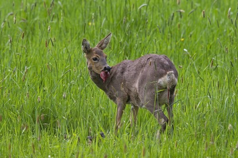 Roe Deer