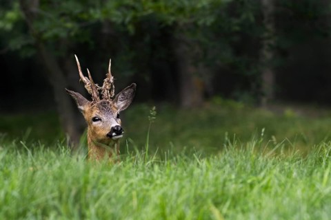 European roe deer