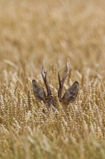 European roe deer