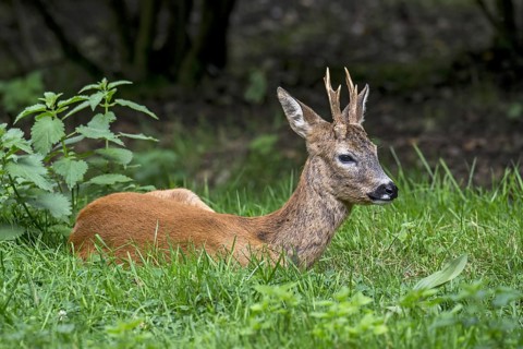 European roe deer