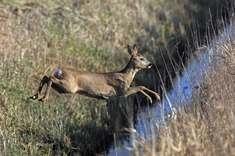 Fleeing European roe deer
