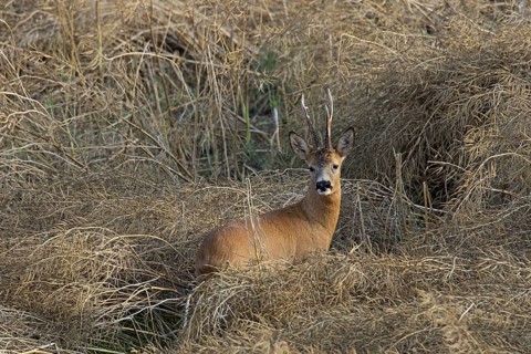 European roe deer