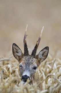 European roe deer