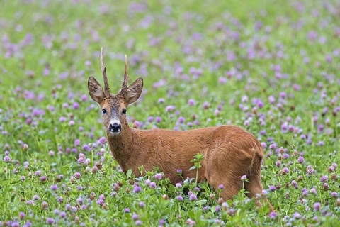 European roe deer