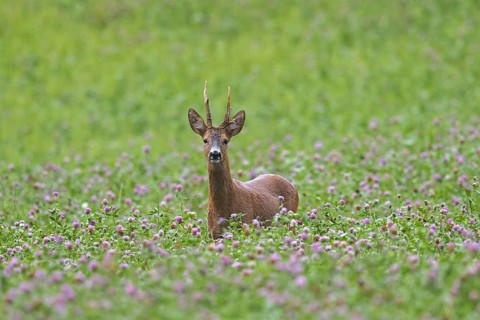 European roe deer
