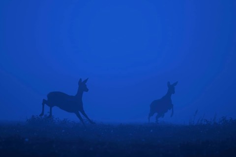 European roe deer