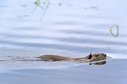 Coypu