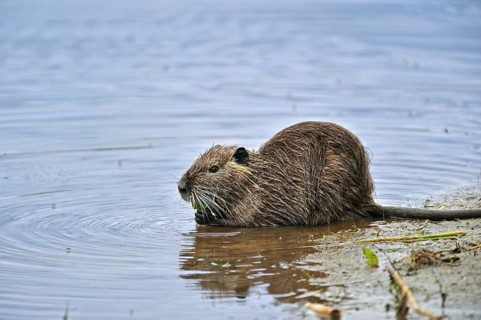 Coypu