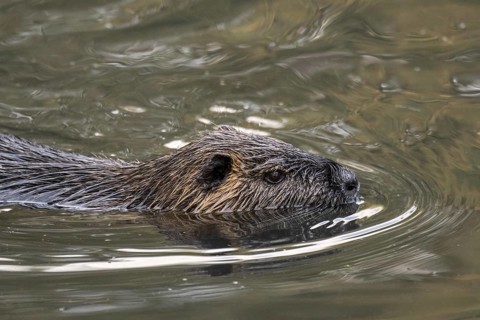 Coypu