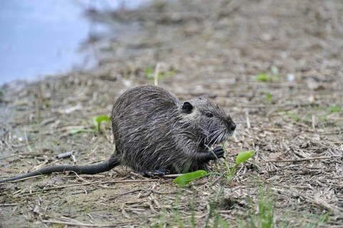 Coypu