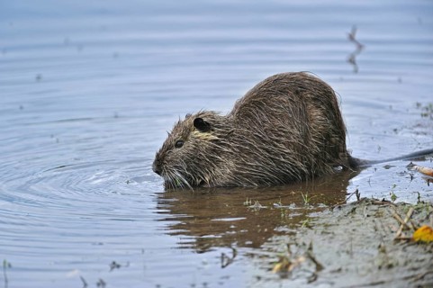 Coypu