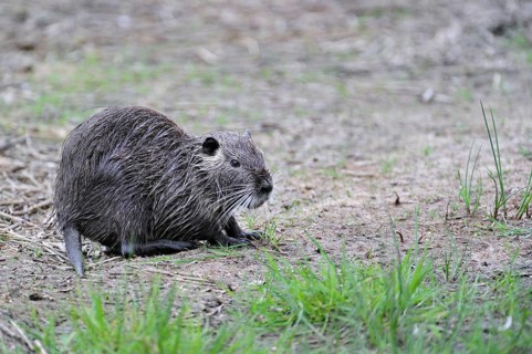 Coypu