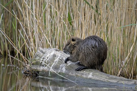 Coypu