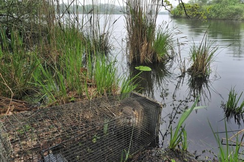 Coypu