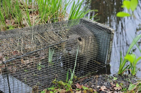 Coypu