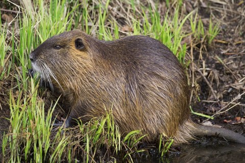Coypu