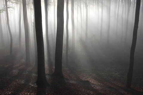 Beech