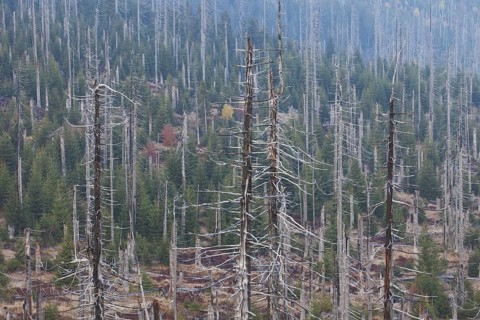 Broken dead spruce trees afflicted by European spruce bark beetle