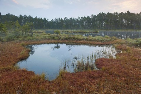 Pond in moorland of the Knuthoejdsmossen