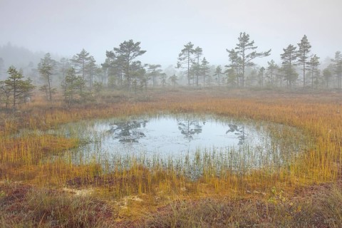Pond in moorland of the Knuthoejdsmossen