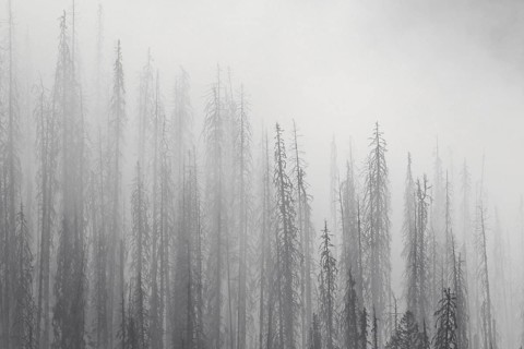 Charred lodgepole pines burned by forest fire silhouetted in the mist