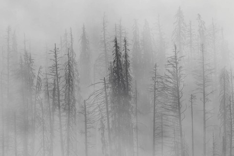 Charred lodgepole pines burned by forest fire silhouetted in the mist