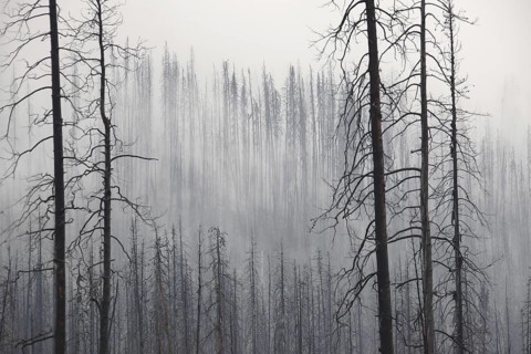 Charred tree trunks burned by forest in the mist