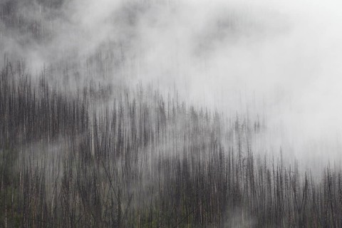 Charred lodgepole pines burned by forest fire