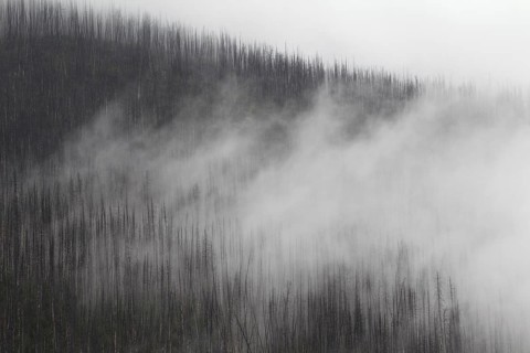 Charred lodgepole pines burned by forest fire