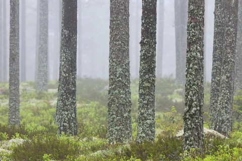 Scots Pine