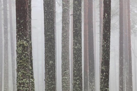 Scots Pine