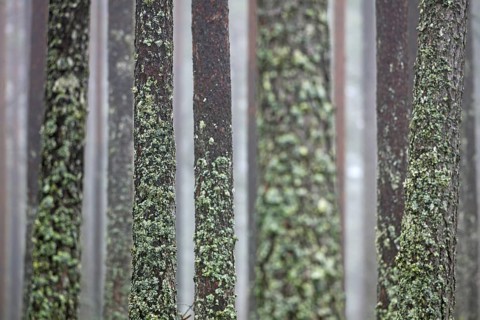 Scots Pine
