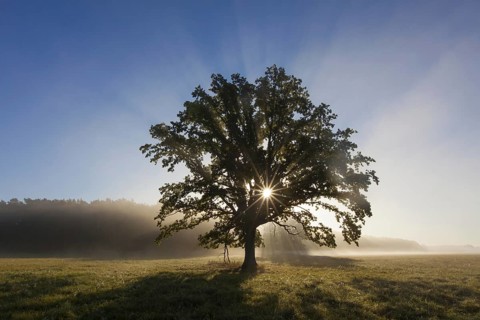 Sun shining through foliage of old solitary English oak
