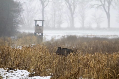 Wild boar