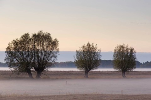 Row of pollard willows