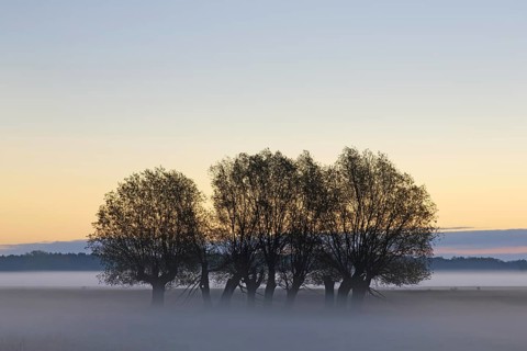 Row of pollard willows