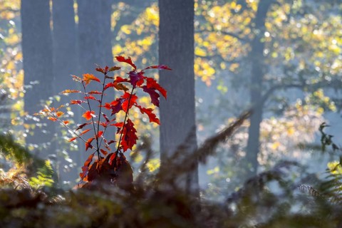 Northern red oak