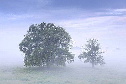 Trees in the mist at UNESCO Biosphere Reserve Elbe River Landscape