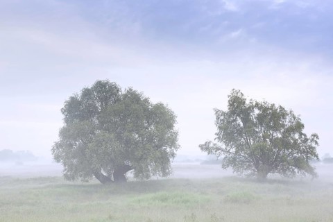 Trees in the mist at UNESCO Biosphere Reserve Elbe River Landscape