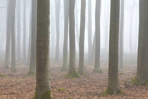 European beech trees
